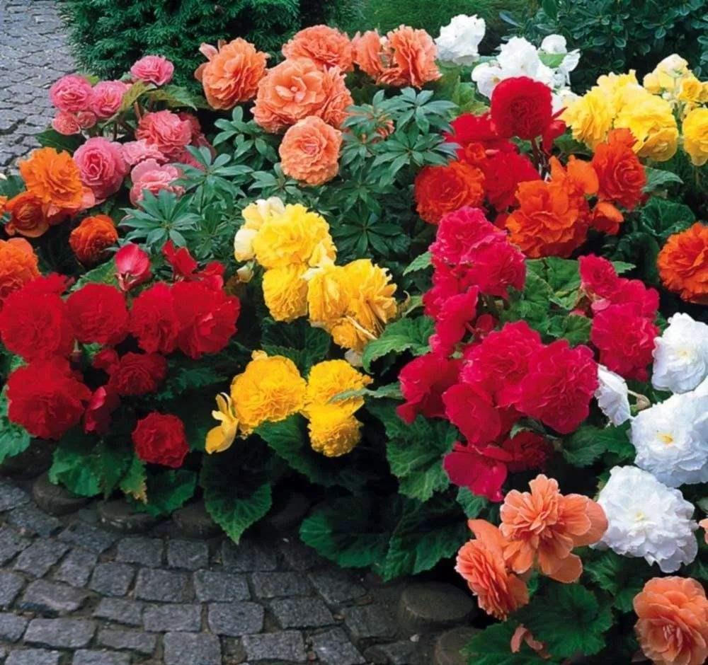 更是|新手别养这3种花了,没经验很难养,开花更是大问题