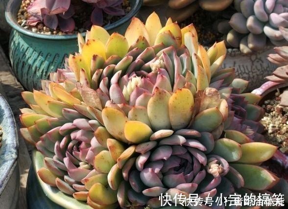 放在顶楼露养1个月后，给多肉拍照的时候，再也不用开滤镜了！