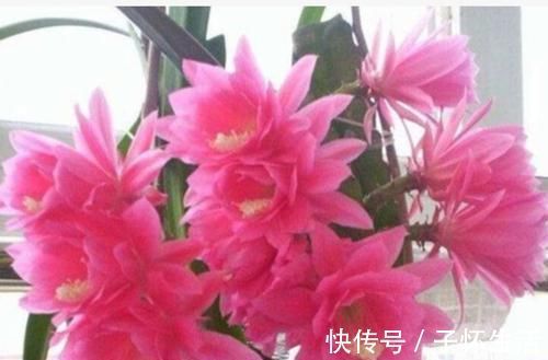 栀子花|4种漂亮花,花朵大、花期长,一年四季开花不断,一开就是300多天