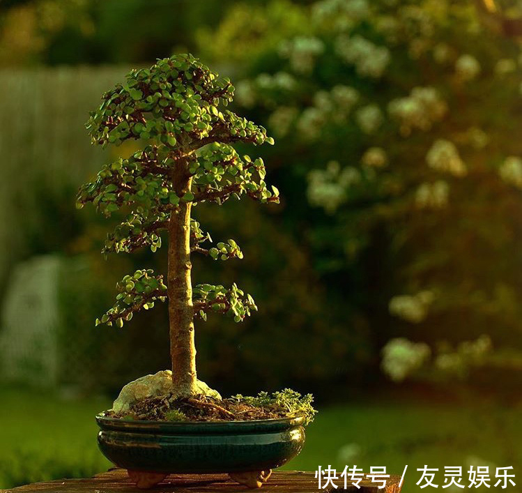 养出“这样的”金枝玉叶,需要“硬功夫”,学会4招,一盆上千块