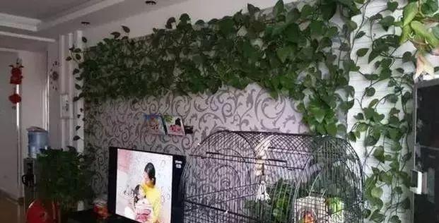 婆婆在家用绳子养绿萝，全家人都笑话，结果家里变成绿森林