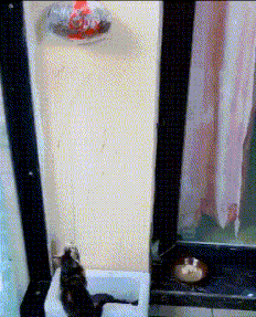 |搞笑GIF:当时妹子就急哭了 再也不穿裙子玩单杠了