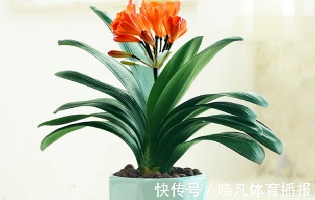 老师傅养兰花和君子兰从不乱施肥,就用三种,这才叫经验