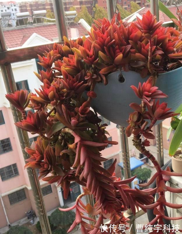 紫乐|入夏养多肉首选''4种'',好养易度夏,2年成“老桩”,高档又霸气!