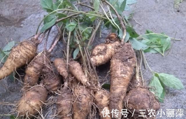 气候|任意一处掐开都能流乳汁,是有名的补品,八十元一斤很难买到真的