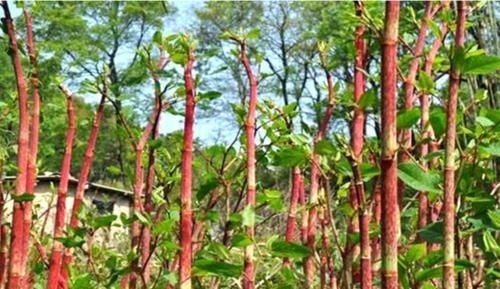 英国专家纳闷:这种植物我们花几十亿治理,为何中国却拿来赚钱?