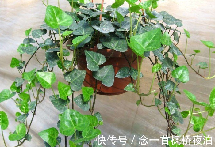 6种花适合吊起来养,窗前挂几盆,比窗帘都好看,而且非常好养