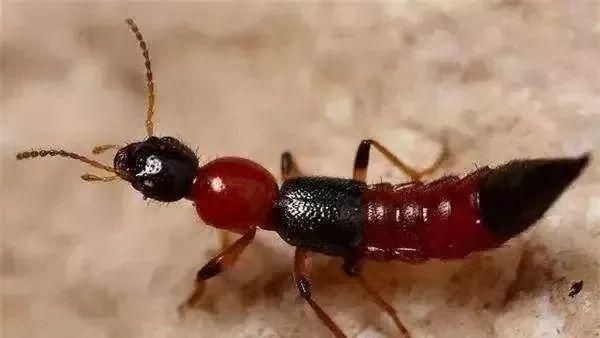 红包|宝宝身上有“红包”,就是被蚊子咬的?这种虫子更要小心