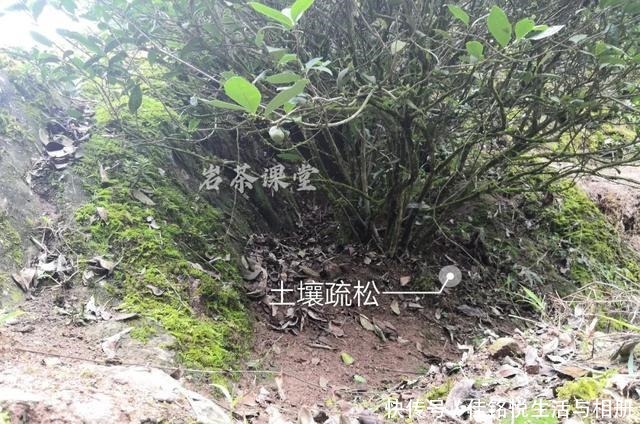 大红袍|武夷岩茶秘辛,三百多年的母树大红袍,为什么长不成参天大树