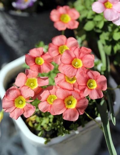 酢浆草|酢浆草可是潜力股，每次开花一大片，冬天不开花，3点原因在搞鬼