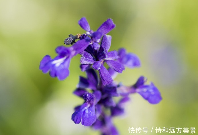 此花是富有正义感的英雄花，花色极为罕见稀有，像根老鼠的小尾巴