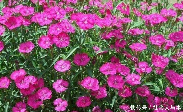 5种好养的花，栽到院子里，花期开成花海！