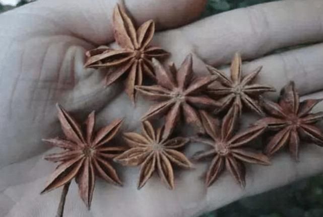 买八角时，符合这4个特征，八成是假八角，为了健康，白送也别要