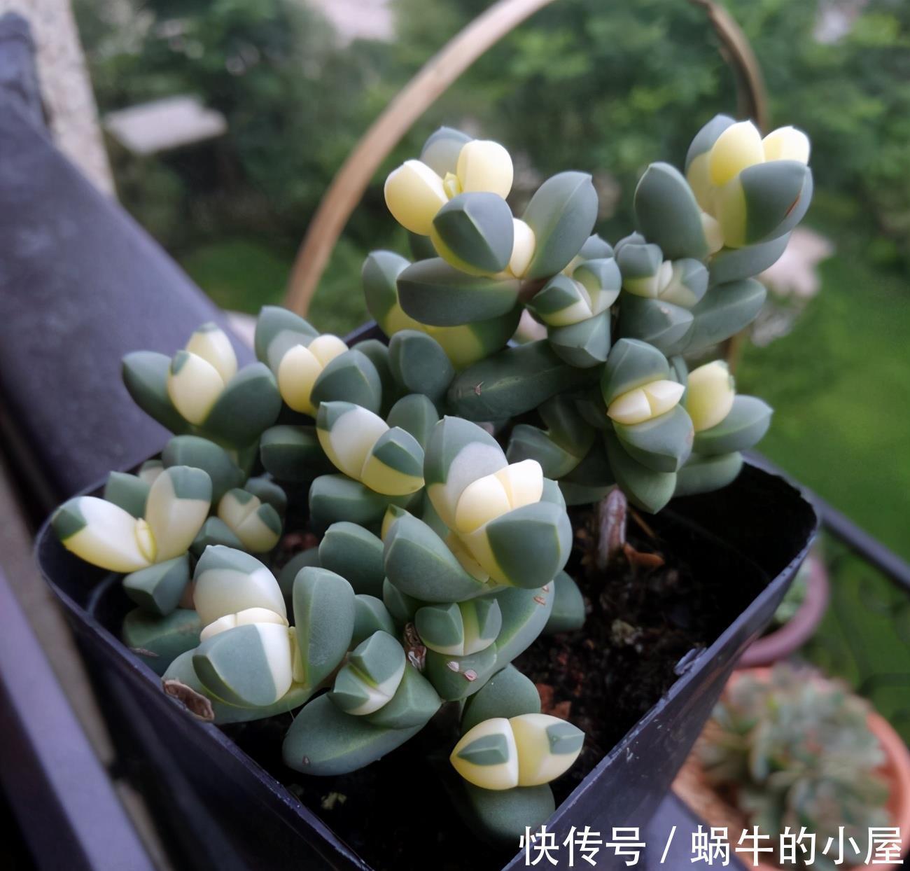 阳台上|如何快速养成鹿角海棠,学会这几点就好