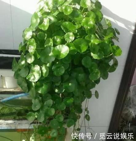 夏天养“3种绿植”,越晒越旺,越浇水越茂盛,叶绿,花多又美