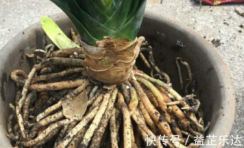 酸性土|路边随处可见的它，被誉为“天然酸性土”，又肥又透气