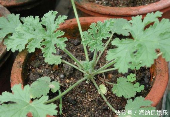 盆栽花草病害连连,全赖这些坏习惯,爱养花的你占了几样