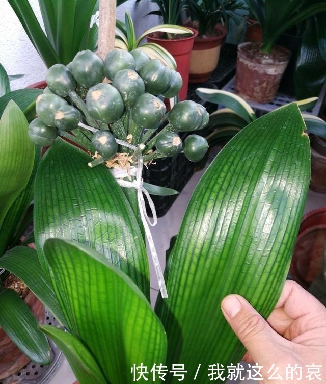 果实|君子兰“花败了”如何剪2种情况处理方法不同,剪错了就是损失!