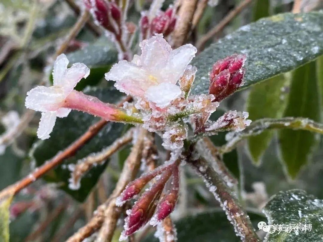 记忆 ｜寒潮再次来袭，还记得前几天的雪吗？