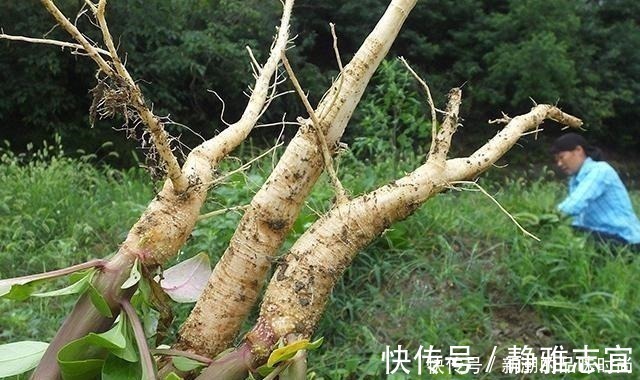 老农|农村野生山萝卜,以前挨饿时候人才吃,现在一斤能卖30多