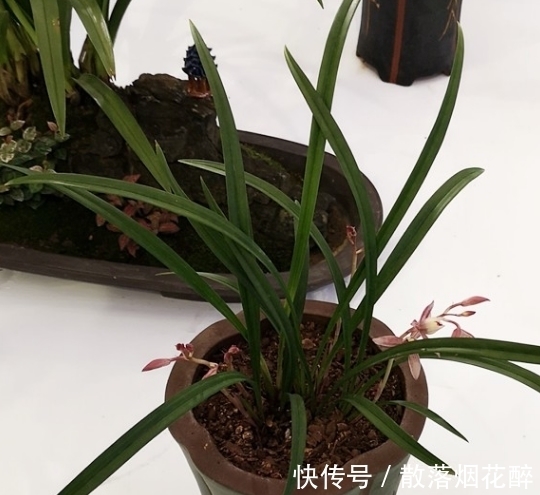 10大兰花品种,你见过几个