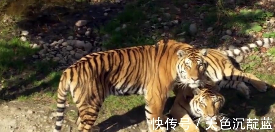 薛仁贵@传说中有三头吊睛白额猛虎,武松打了一头,另外两头被谁打了?