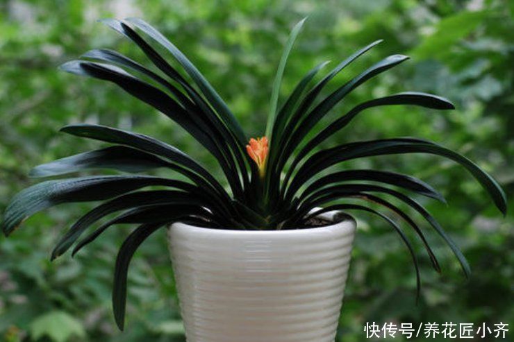 家中常见的这些花，摆放位置很关键，否则花期短，甚至不开花