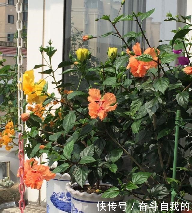 别再稀里糊涂养花了，这些基础常识，很重要！