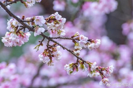 “樱”你而绽放，春来好花枝