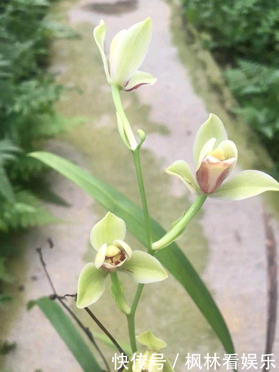 兰花|花300块买的建兰夏皇梅开花了，虽然只有一箭，不过好美好香哦