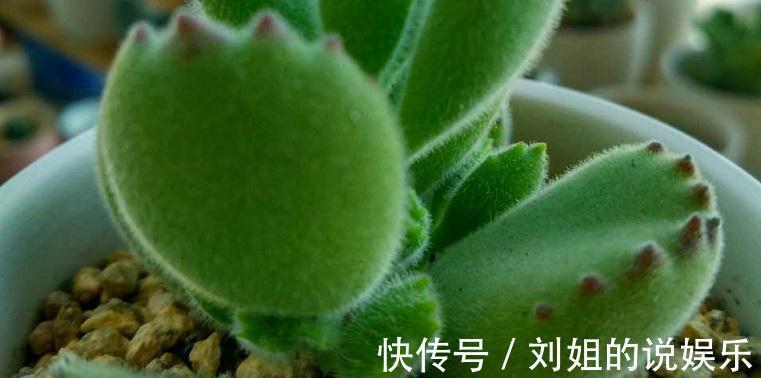 怎样让您的多肉尽快度过危险的服盆期