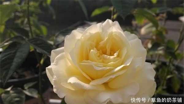 3种花“美若天仙”,花色漂亮,还有浓郁芳香,养护容易,值得入手