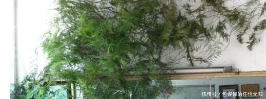 黄叶|文竹、发财树,用这“水”养一养,一窜2米高,再也不黄叶!