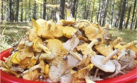 黄香菇|心脏不好的人,多吃“2黄”,心脏会越来越好