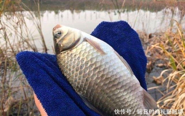 水草|夏季大板鲫的作钓