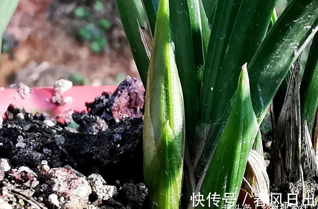 浇水|新手养兰花，别再这样浇水了!