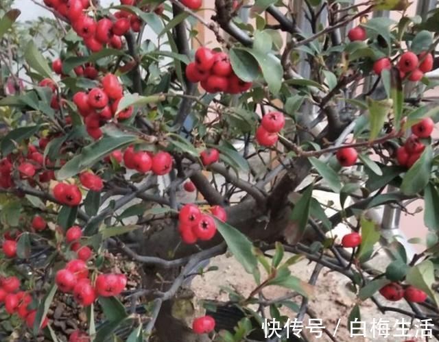 卷柏|山坡下，有2种野生的“盆景树”，茎干弯曲、奇特，比卷柏珍贵