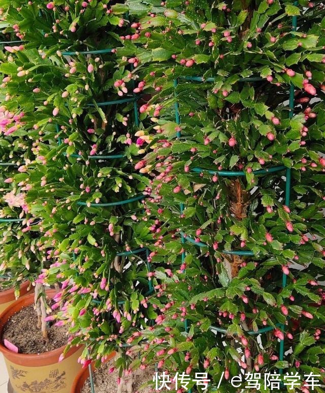 她的蟹爪兰“养成”大花球,一盆开花上百朵,秘诀有3个!