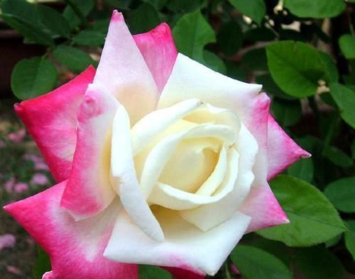 养花还烂根吗?3种东西随便撒一把,根不烂,长的粗,开花刹不住