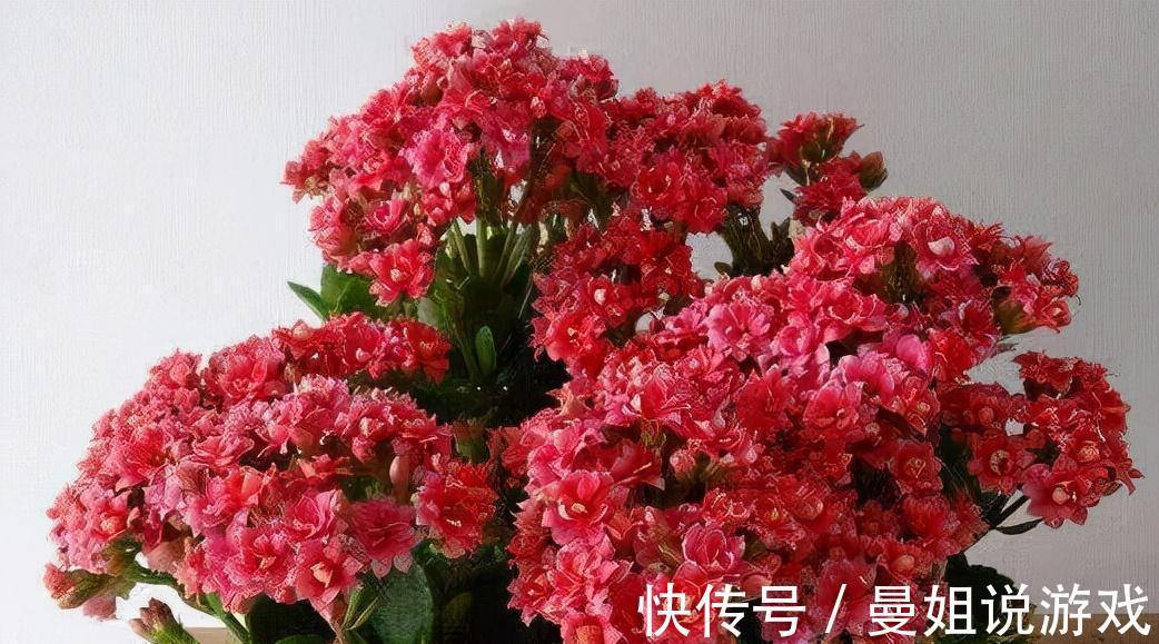 长寿花|养蟹爪兰长寿花，喂颗孩子最爱的开胃药，叶片肥绿、开花80朵