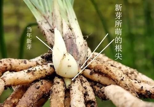 兰花只发芽不长根，究竟是什么原因？原因很简单，治理也不难