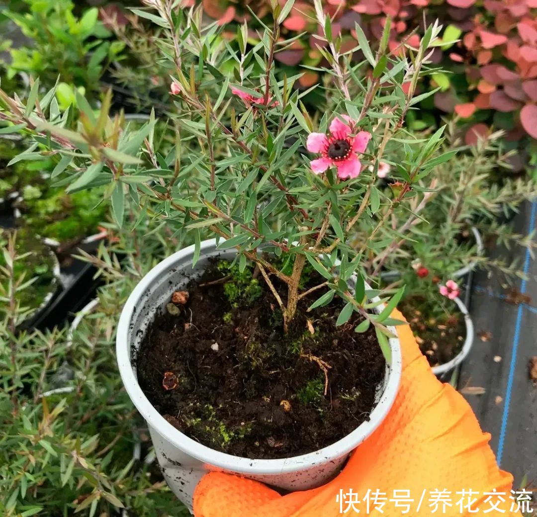 松红梅|松红梅能花开半年，花叶清香，但你家真的适合养吗？