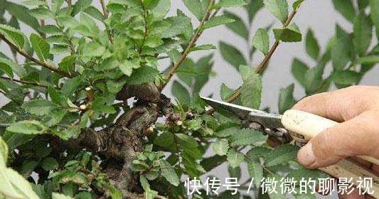养花3分靠管,7分靠剪,6种必备的修剪小知识,你了解嘛