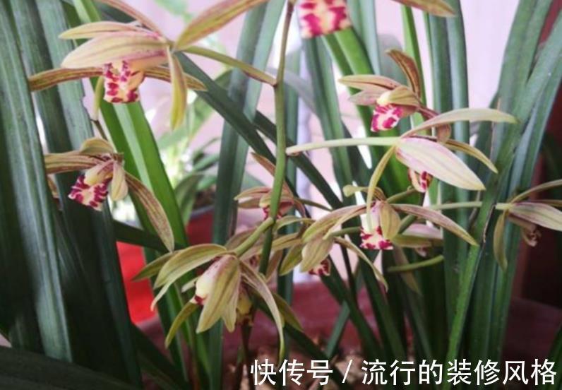 黄叶|秋冬室内盆栽兰花,暖气一开叶子就干尖泛黄,该怎么预防挽救?