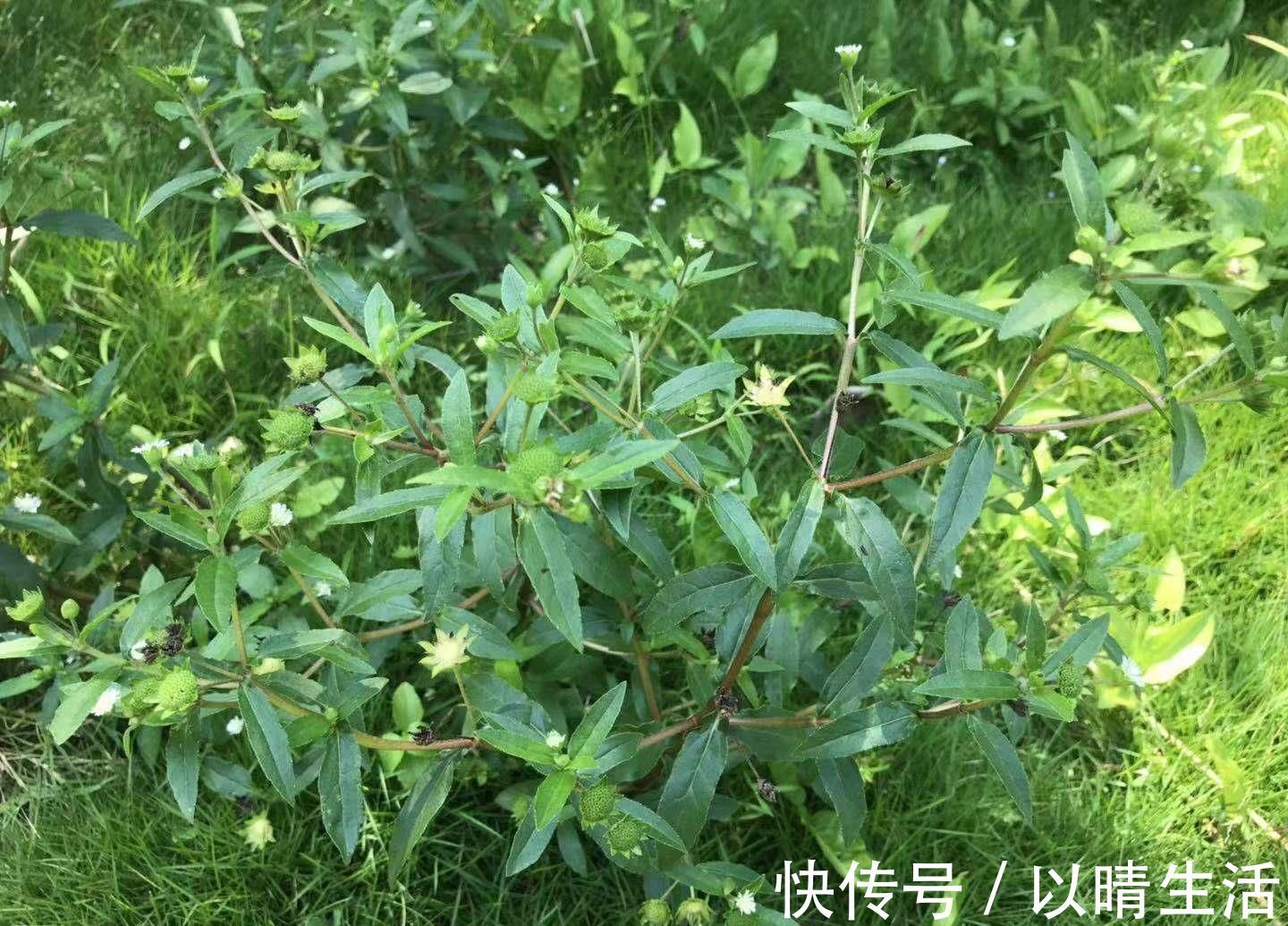 肝肾|这种“一肚子学问”的草药，长于滋补肝肾，还能凉血止血