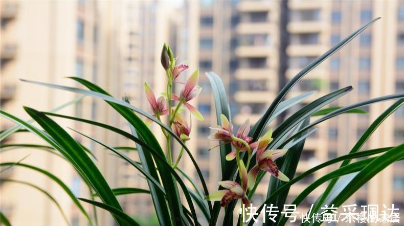 养兰先养根用这免费料养出粗壮大白根，兰花开花多又香