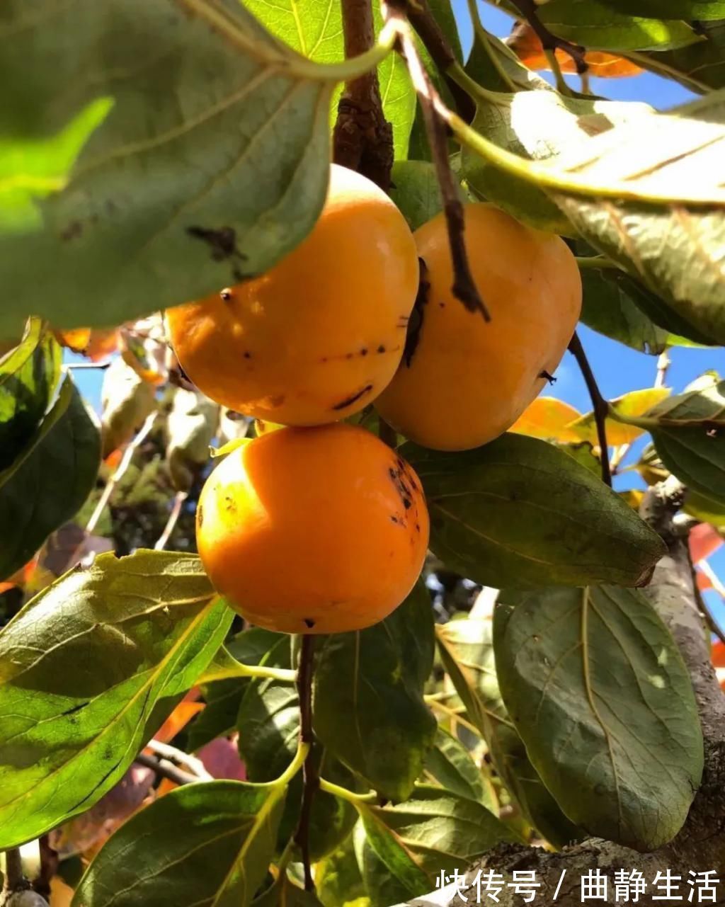 等我老了以后,找个小院陪你养花种菜!