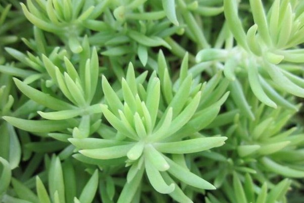 这六种多肉适合夏天养,便宜又好养,夏天也难养死,并且观赏性强