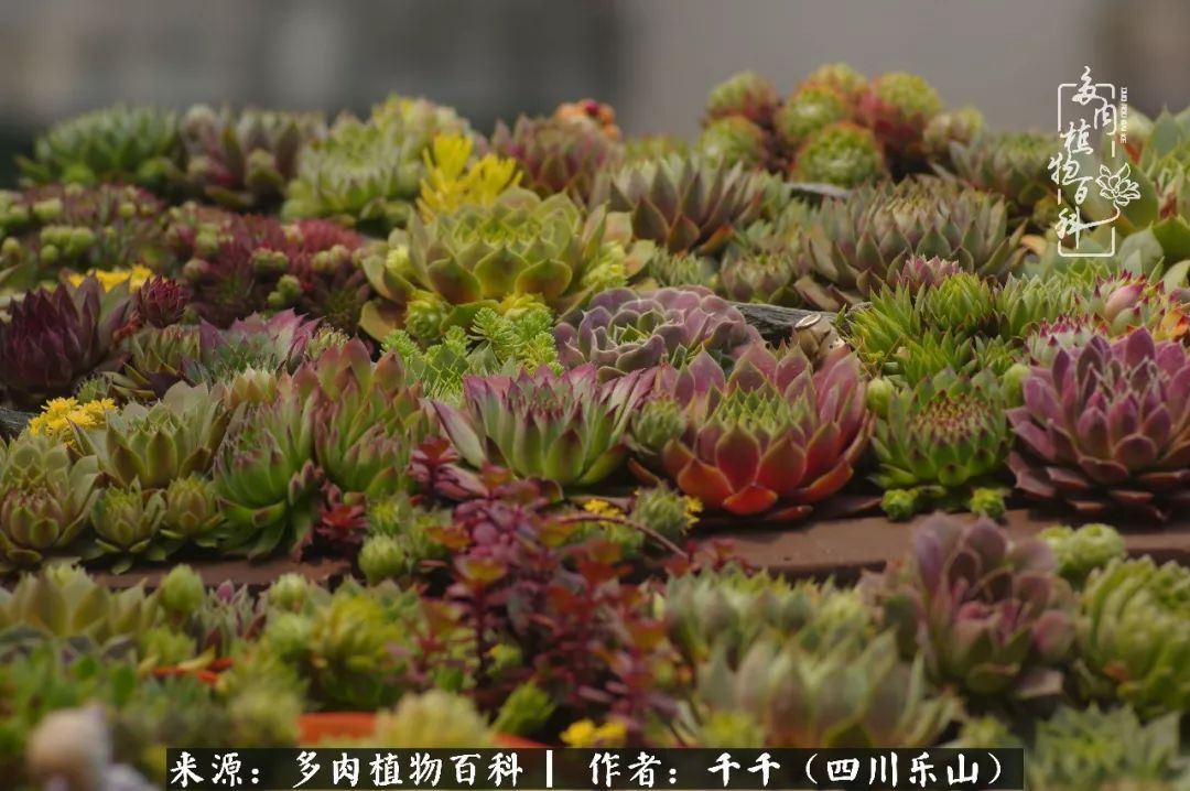 夏天日晒雨淋，秋老虎来势汹汹，你的多肉准备好逆袭了吗