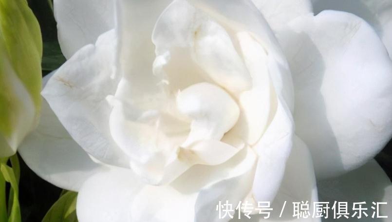 此些植物都不能错过，此时开花正艳，您都喜欢吗